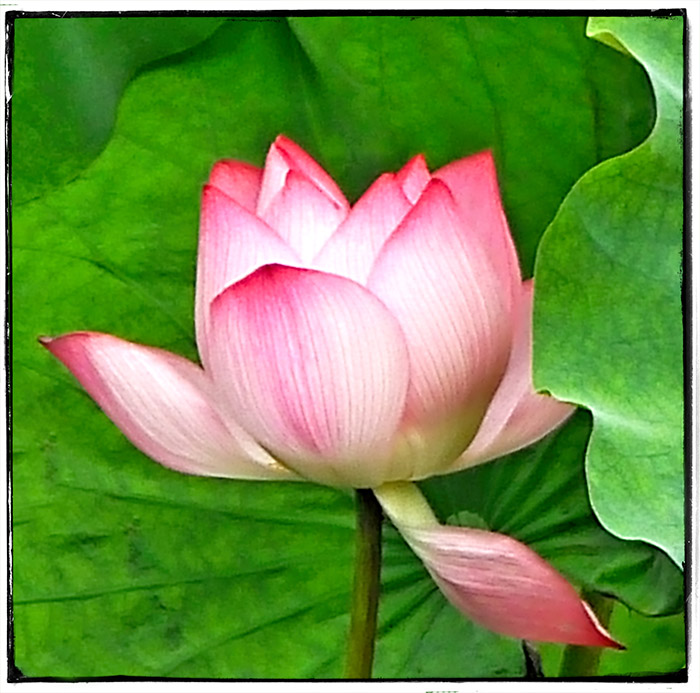 lotus2