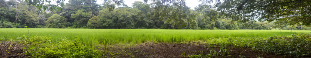 _ricefield_panorama